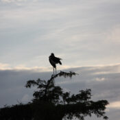 Birds Small 1