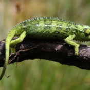 Chameleone Large