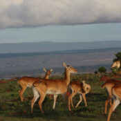 Antelope large