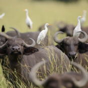 Buffaloes Big