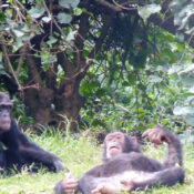 Kibale Primates large