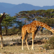 Kidepo valley National park