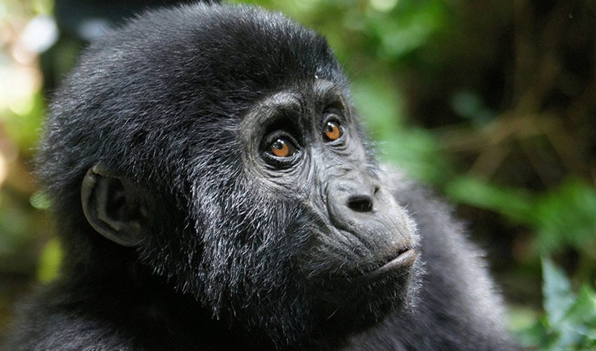 5 Days Gorilla Trekking in Uganda Tour