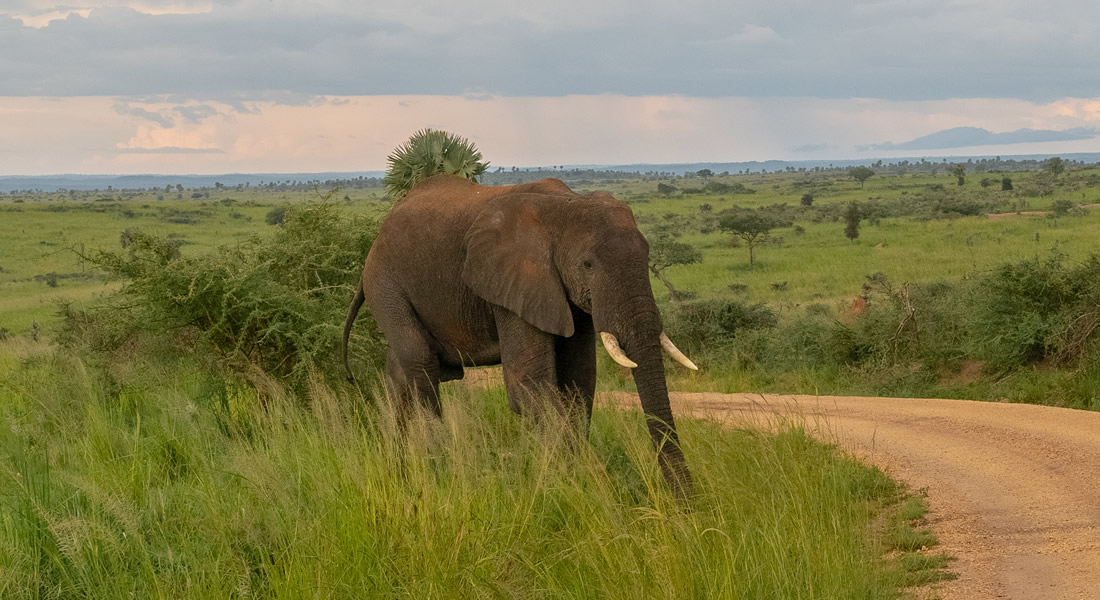Bokora Game Reserve, Uganda National Parks