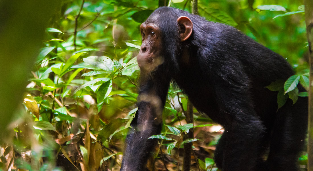 Chimpanzee Tracking in Kibale Forest National Park