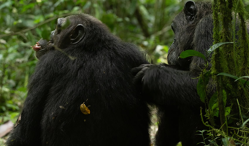 5 Days Primate Tracking Uganda Safari