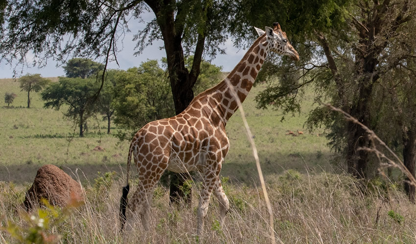8 Days Uganda Wildlife Safari