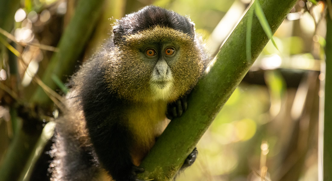 Golden Monkey Tracking Tours in Uganda