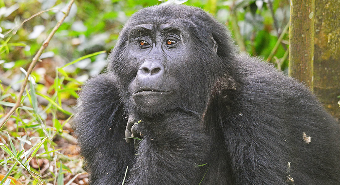 Gorilla Trekking in Uganda, Contact Us