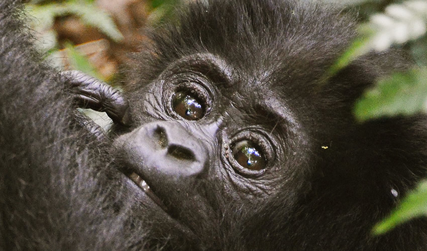 3 Days Gorilla Tracking Uganda Safari