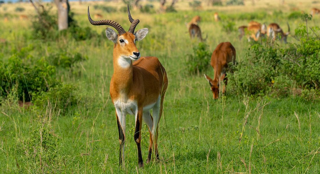 Kigezi Game Reserve, Uganda Game Reserves