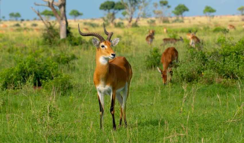 15 Days Safari in Uganda