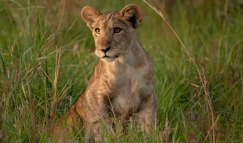 5 Days Uganda Safari Adventure