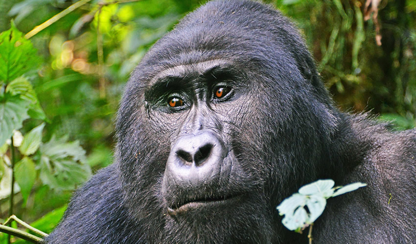 7 Days Uganda Gorilla Trekking