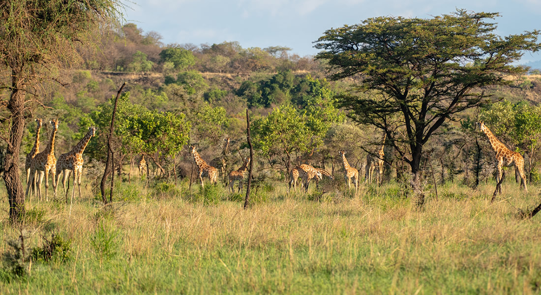Pian-Upe Game Reserve