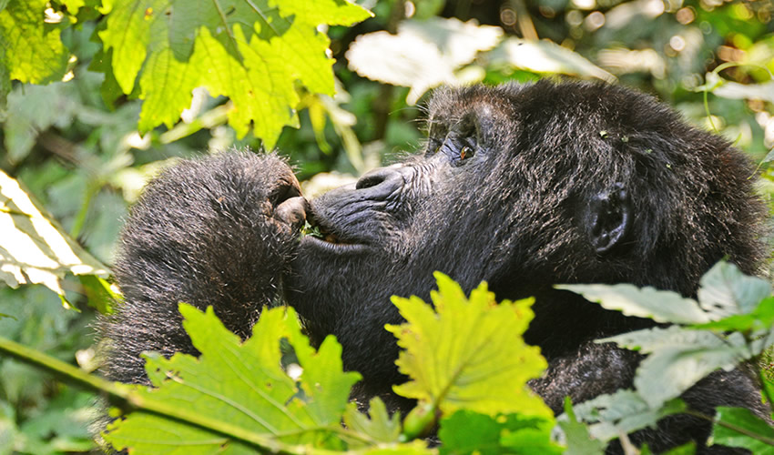 3 Days Uganda Gorilla Trekking Safari