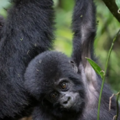 TWIN GORILLAS BORN IN BWINDI