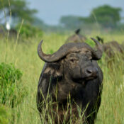 Wildlife